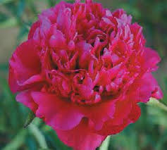 Big Ben Peony - Click Image to Close